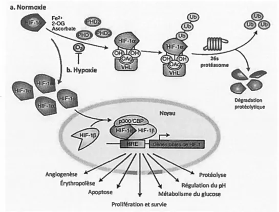 Figure  1. 7 Mécanisme du facteur  de transcription inductible par l'hypoxie. ( a) 
