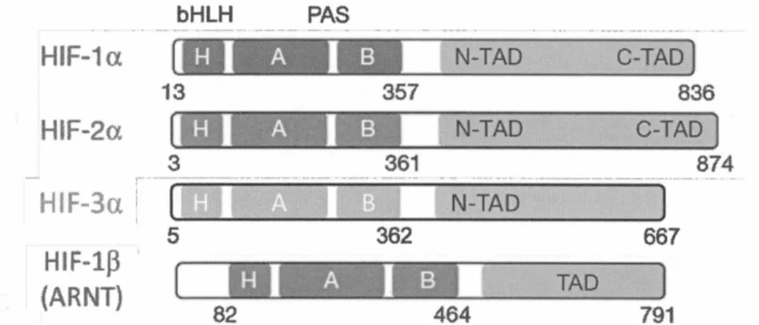 Figure  1.8  Représentation  des  domaines  fonctionnels  des  protéines HIFs.  RIF- RIF-1 a  et  HIF-2a  affichent  une  haute  homologie  de  séquence  et  tous  deux  détiennent  deux domaines  de  transactivation distincts;  N-TAD  et C-TAD