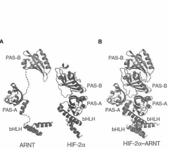 Figure  1.9  Structures  individuelles  (A)  et  hétérodimériques  (B)  de  ARNT  et 