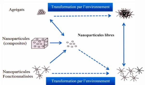 Figure 1.4  Comportement  des  nanoparticules  dans  l ' environnement ,  adapté  de 