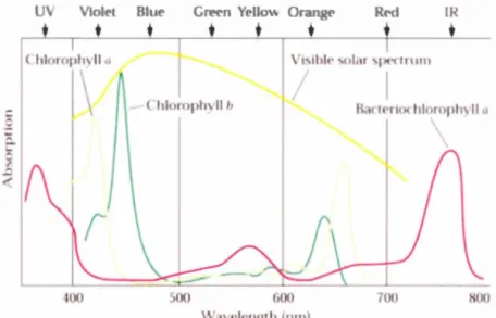 Figure 2.3  Spectre  d'absorption  des  chlorophylles  a  et  b  ainsi  que  bactériochlorophylle  a  et  spectre  d'émission  de  la  lumière  solaire  de  350  à  800  nm ,  d ' après  (Malkin et  Niyogi ,  2000)
