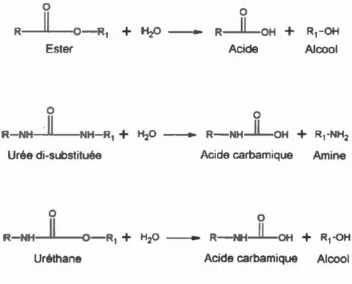 Figure  1.1  Hydrolyse de  l'ester, de l'urée di-substituée et de l'uréthane  (Pellizzi, 20 12) 