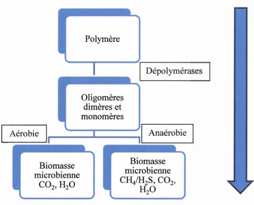 Figure 2.2 Schéma de la dégradation du polymère dans des conditions aérobies et  anaérobies (Gu, 2003a) 