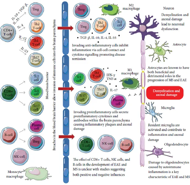 Figure 5: Schématisation de l'implication bénéfique ou délétère des différents sous-types de  cellules immunitaires impliquées dans la SEP et son modèle animal, l'EAE