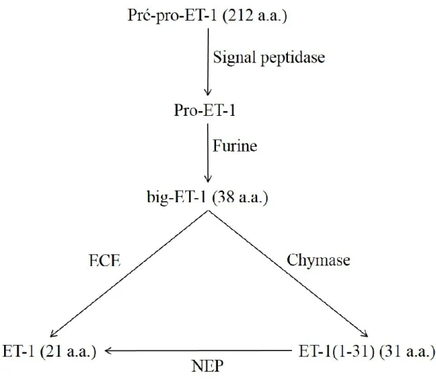 Figure 8 : Schématisation des voies de maturation de l'ET-1.  [Inspirée d’après la figure 1 de (D'Orleans-Juste, et al., 2003)]