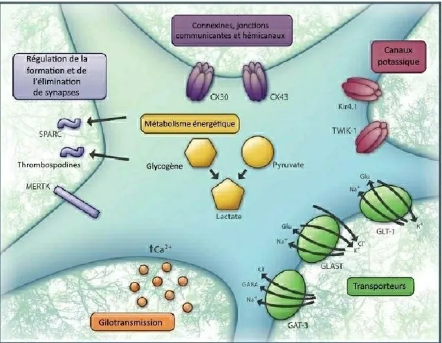 Figure 9 : Représentation schématique des rôles physiologiques des astrocytes.  