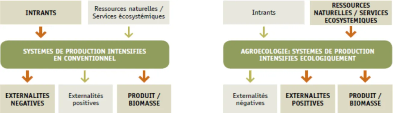Figure 2.3 Comparaison de l’intensification de la production en système conventionnel et  agroécologique