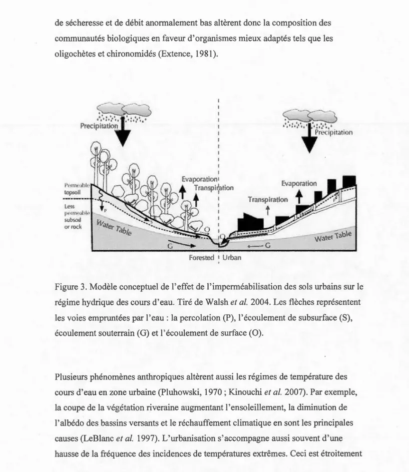 Figure 3.  Modèle conceptuel  de  l' effet de l' imperméabilisation des sols urbains sur le  régime hydrique des  cours d' eau