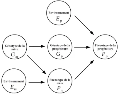 Figure 1.1 Modèle avec effets maternels génétiques et environnementaux (modifiée de  Cheverud &amp; Wolf, 2009).