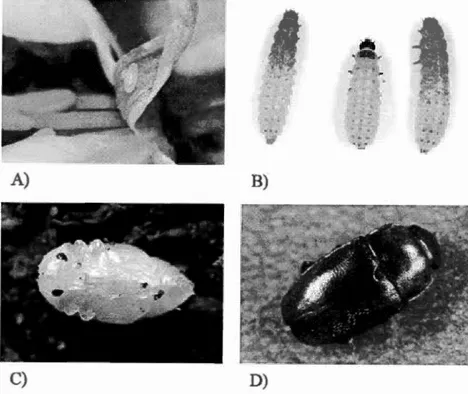 Figure 0.1  A)  Œuf  de  B.  viridescens;  B)  Larves  de  B. viridescens;  C)  Nymphe  de B 