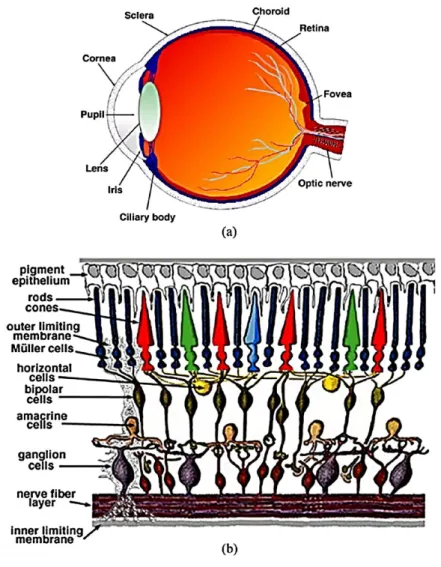 Figure 1. Illustration of the human eye (a) and retina (b).  