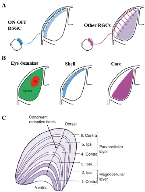 Figure 3. Illustration of the mouse and human dLGN.  