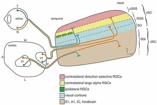 Figure 4. Illustration of the superior colliculus.  