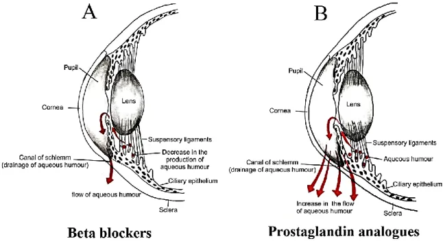 Figure 8. Illustrations of topical treatment to lower intraocular pressure.  