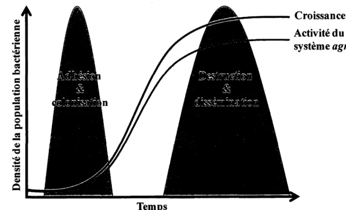 FIGURE  1.  Programme temporel  de I'expression des facteurs de  virulence.  Parallelement a  la  croissance  bacterienne  d'une  souche  prototype  de  S