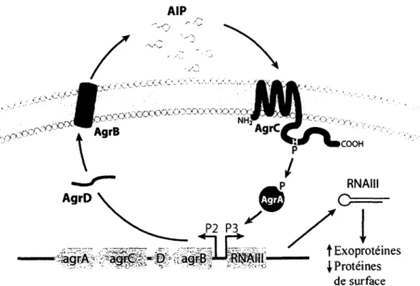 FIGURE  2.  Organisation  genetique  et  mecanisme  d'autoactivation  du  systeme  agr