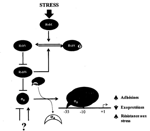 FIGURE 3.  Mecanismes de regulation post-traductionnels de  SigB. L'activation de  SigB et  sa  liaison a  la  polymerase  a ARN  entramera,  soit directement  ou indirectement,  une  expression  de plusieurs proteines de  surface et de genes  impliques da