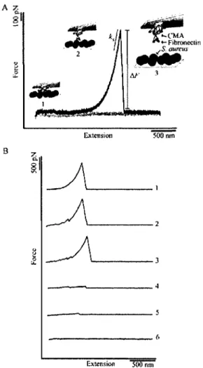 FIGURE  1.  AFM-based  force spectroscopy  of the  fibronectin-S 1 .  aureus  interaction