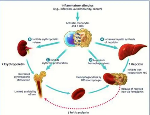 Figure 1: Diagram showing the mechanism of anemia in chronic inflammation or disease. Reprinted from Zarychanski &amp;  Houston (2008) © Canadian Medical Association  