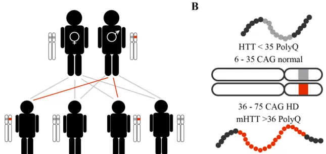 Figure 3. HD genetics. Schematic of the genetic transmission of the non-mutated (gray) and mutated (red) HTT 