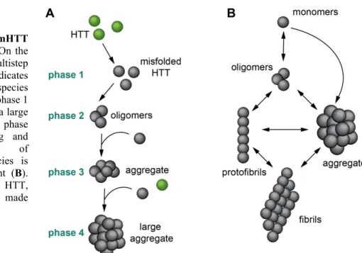 Figure  4.  mHTT  aggregation models. On the 