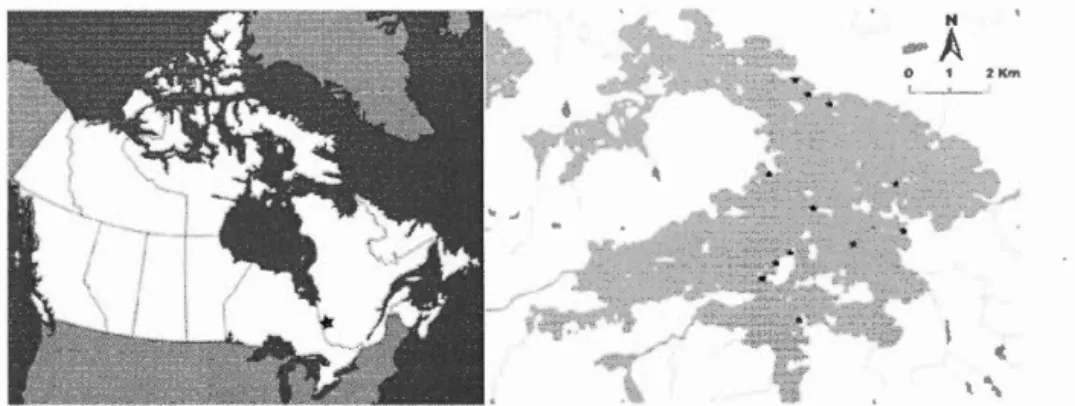 Figure 1.4  Localization of lake Duparquet (left) and sampled trees (right; stars) . 