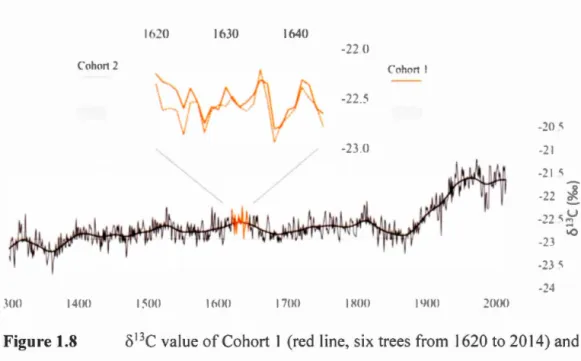 Figure 1.8  o 13 C value of Cohort  1  (red  li  ne ,  six  trees from  1620  to  20  14)  and 