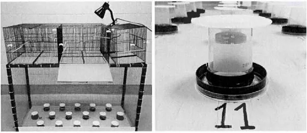 Figure  1.1 . a:  Experimental apparatus.  The apparatus was divided  in  two  parts ,  a  large  open area containing a foraging  board and patches ,  and  five  individual housing cages 