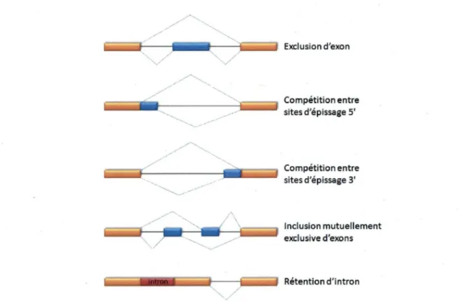 Figure 4. L'épissage alternatif. Lors de la maturation des ARN pré-messagers, les exons 