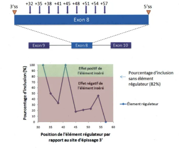 Figure  5.  Effet du positionnement d'un élément régulateur.  (Partie supérieure de la  figure) Insertion d'un élément régulateur, dans un mini-gène contenant l'ex on alternatif 8  du gène ADAR2, aux positions +32, +35, +38, +41 , +45, +48, +51 , +54 et +5