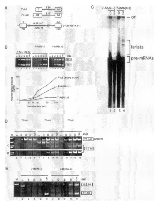 Figure 1. Binding  for bnRNP  stiirmdate the in  removal  enlmrged  int:rons.  The model pre-mRNAs contain  of exons 7 or 7B of the hnR-NP Al  gene paired with the adenovirus L2 exon