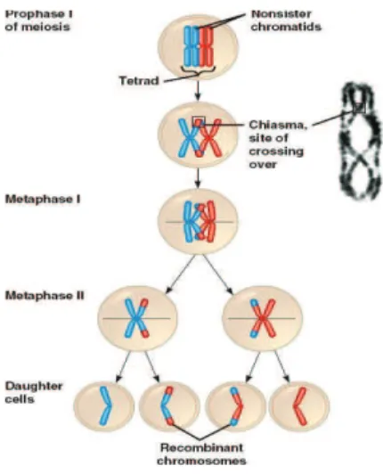 Figure 1.6: Méiose et recombinaison [ mei ]