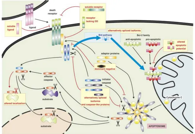 Figure 14 : Régulation de l’apoptose cellulaire par l’épissage alternatif. (Schwerk and  Schulze-Osthoff 2005)