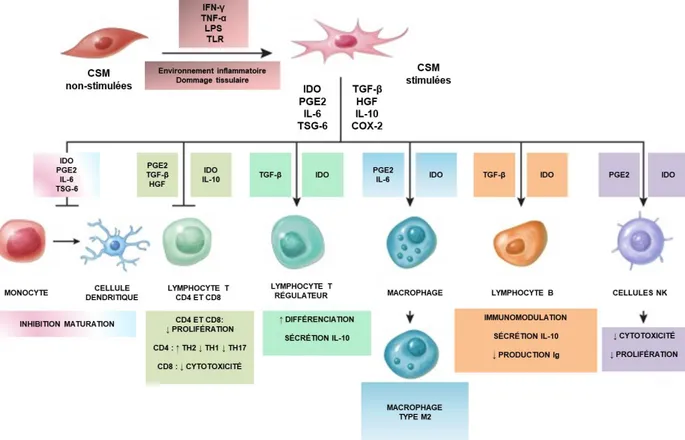 Figure 2 : Rôle des facteurs solubles dans l'immunomodulation médiée par les CSM.  