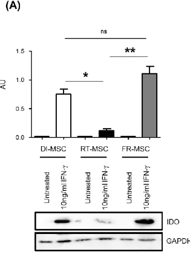 Figure 1.4 : Impact of temperature fluctuations after freezing on the IFN- -induced expression of IDO and TSG-6 secretion