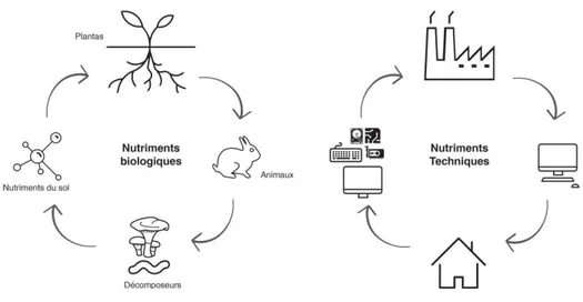 Figure 10 : Cycle de nutriment biologique et technique