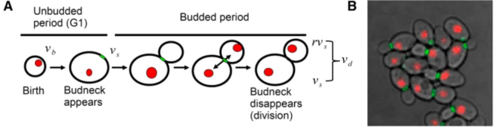 Figure 1.1 : Image issue de [SRA16]. A. Cycle de croissance et division de la levure S