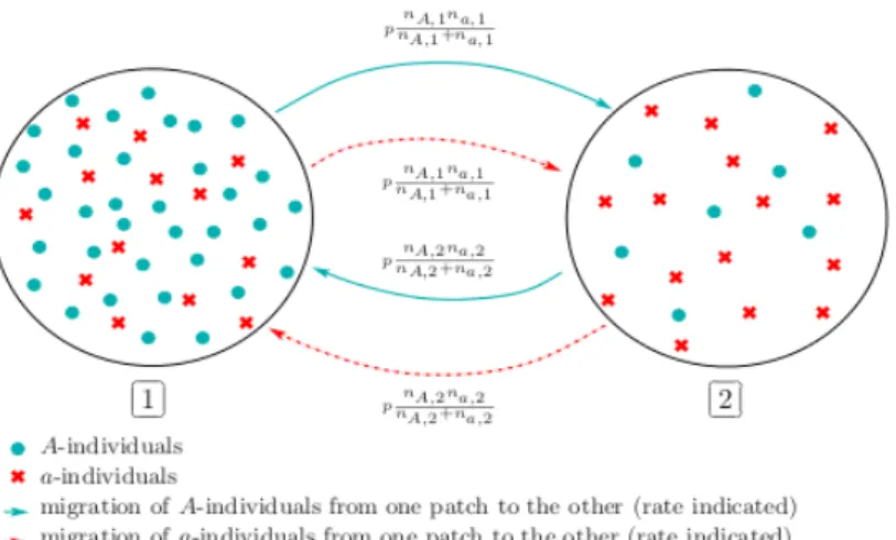 Fig. 5 – Migrations des individus de type A et a entre les deux patchs. Étude du système dans la limite de grande population