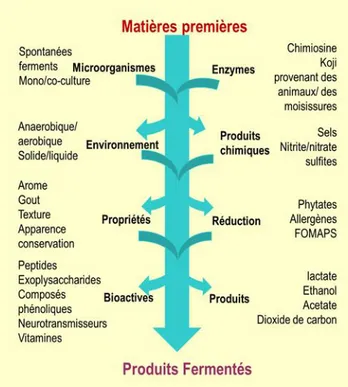 Figure 1. 1 Vue d’ensemble de la transformation des matières premières des produits fermentés (adapté  de Marco et al