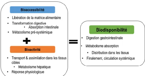 Figure 1. 2 Événemment qui sont reliés à la biodisponibilité des composants des aliments (Thekur et al.,  2020)  