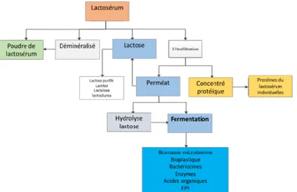 Figure 1. 5 Produits pouvant être obtenus à partir du lactosérum et du perméat de lactosérum (adapté de  Mollea et al