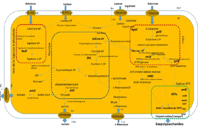 Figure 1.8 Schèma général de différentes voies de conversion de sucres (lactose, galactose, glucose et  rhamnose) et la production des EPS par les bactéries lactiques (modifié de Welman and Maddox, 2003;  BIO CYC, 2015)