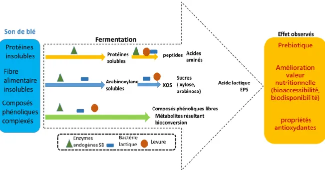 Figure 1. 10 Effets observés sur les principaux composants du son de blé par les enzymes endogènes,  l’action microbienne par des bactéries lactiques et les levures pendant la fermentation (l’auteure, 2020)     