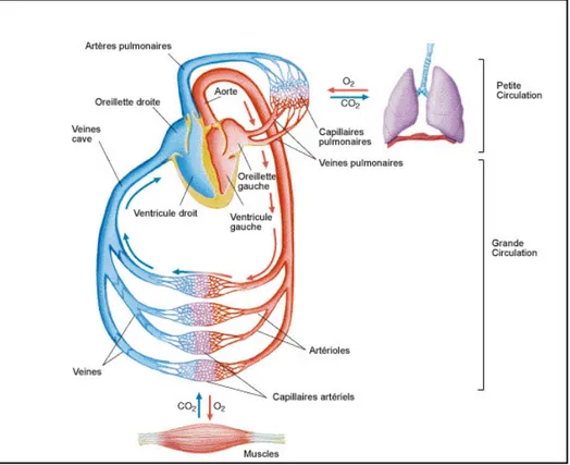 Figure 1 : le système artériel et le système veineux sont deux réseaux complémentaires de vaisseaux  sanguins