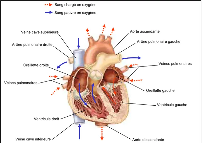 Figure 2 : Le cœur est séparé en deux par une épaisse cloison. Chaque côté (le cœur gauche et le  cœur droit) est composé de deux cavités : une oreillette et un ventricule reliés entre eux par une  valve à sens unique