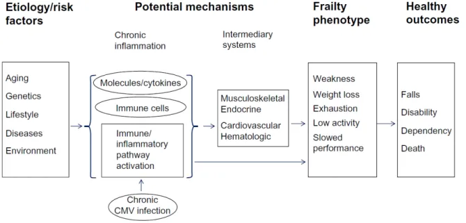Figure 3 : Pathogénèse du syndrome de fragilité issue des connaissances actuelles  sur les mécanismes potentiels menant à la fragilité