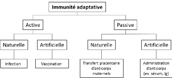 Figure 1-1. Différents types d'immunité adaptative 