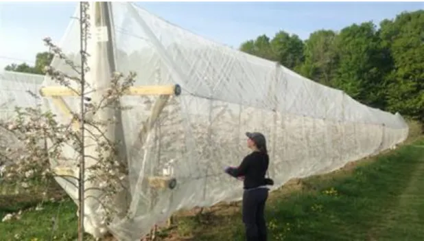 Figure 2: Experimental unit of a complete exclusion net in apple orchard. 