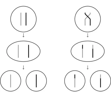 Figure 2.1: On the left, we see the usual process for meiosis (the production of gametes)