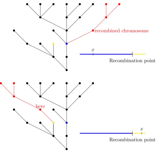Figure 2.3: This is an exemple of the process with a single recombination event, where we show how the relative position of the locus x to the recombination point affects the genealogical tree for x